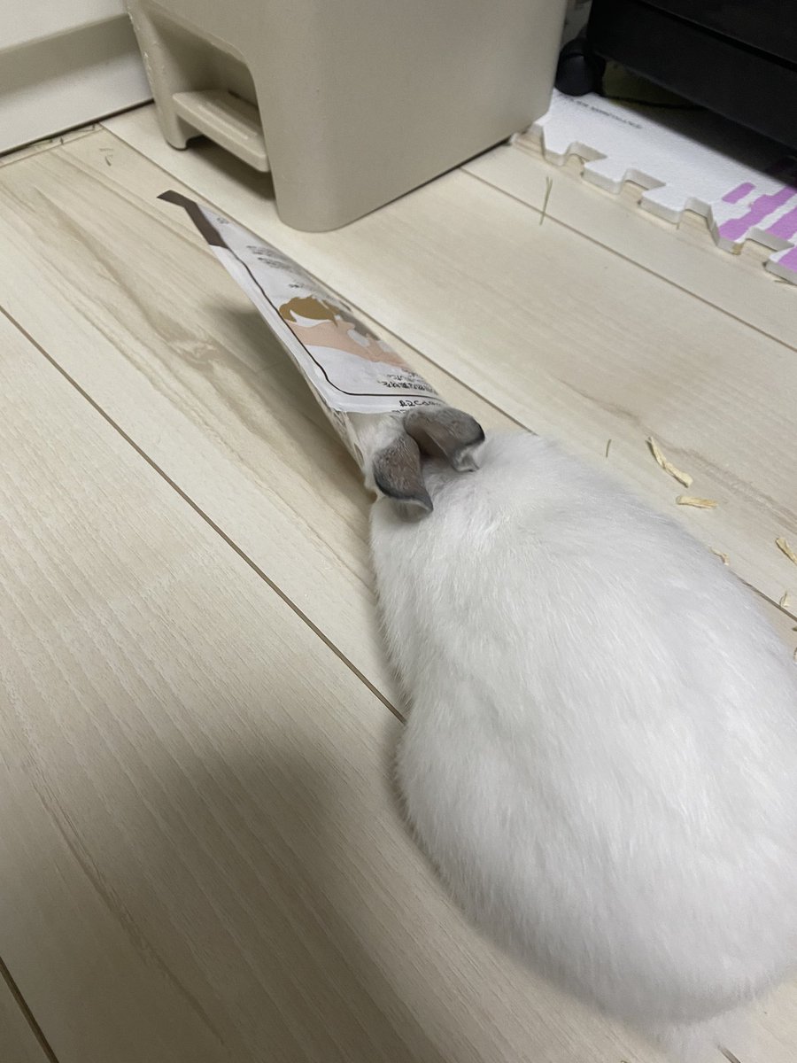 つぼみ tweet media