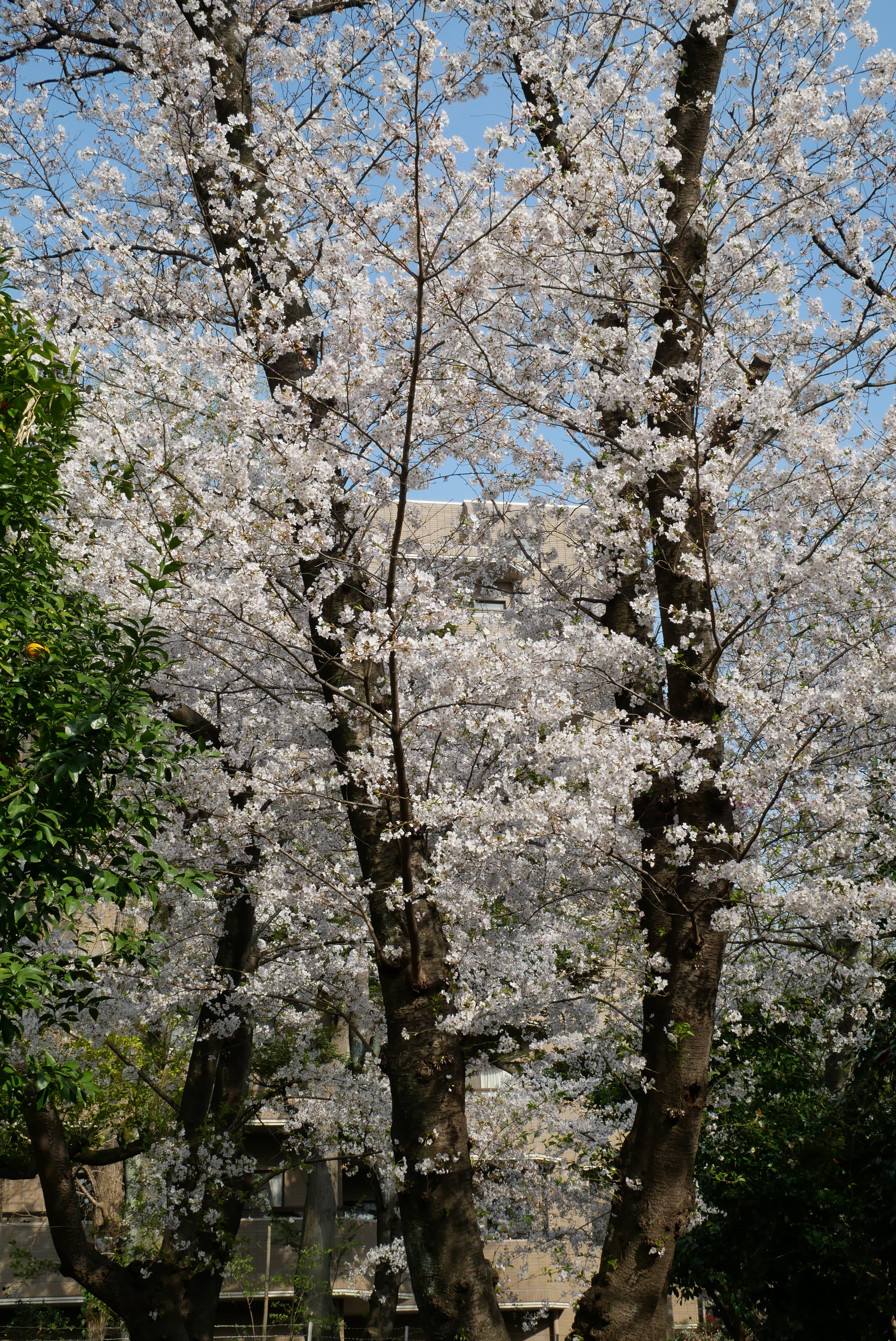 Irukasukijm 令和3年3月27日 芦花公園とその周辺 天気が崩れる前にお花見 桜はおわりかけ 令和3年3月 芦花公園 桜はもうおわり Panasonicg8 春のおとずれ T Co Qlsxzkxpz0 Twitter