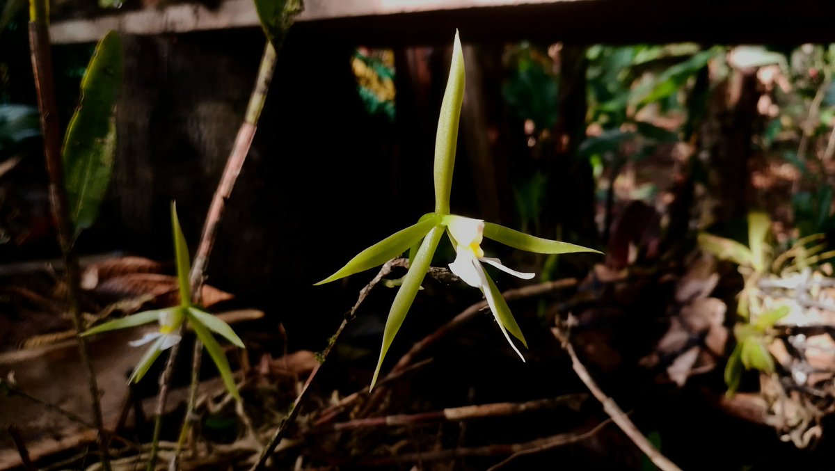 Jarol01952523's tweet photo. Orchids of South America
.
Epidendrum nocturnum
.
Found along the Andes Eastern Foothills associated with evergreen forest.
.
.
#Ecuador #Conservation #orchids #Epidendrum
#orchidslatam #orchidsec #orchidsecuador #orquidea #orquideaec https://t.co/s1SCvJPuJU