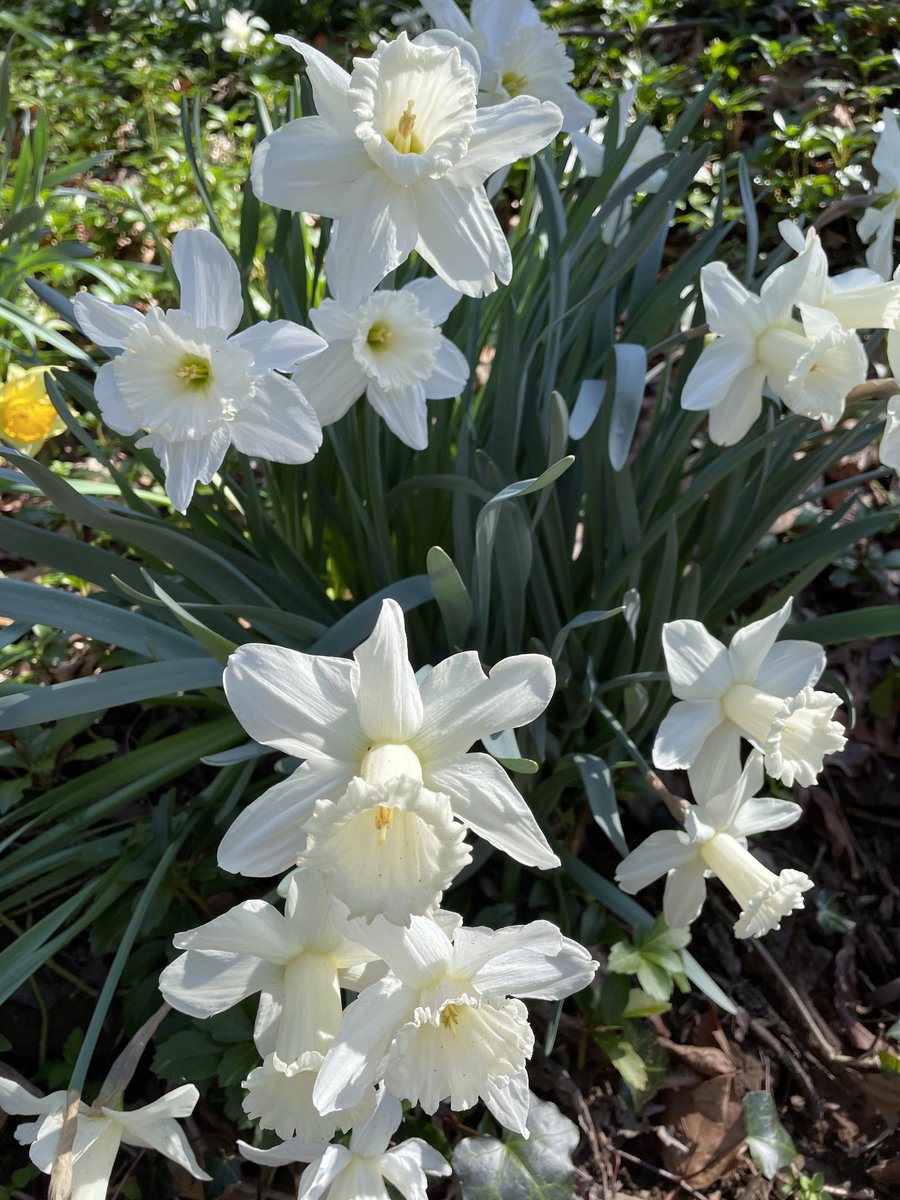 SarahLenzLock's tweet photo. Spring! https://t.co/OzFge9B05B