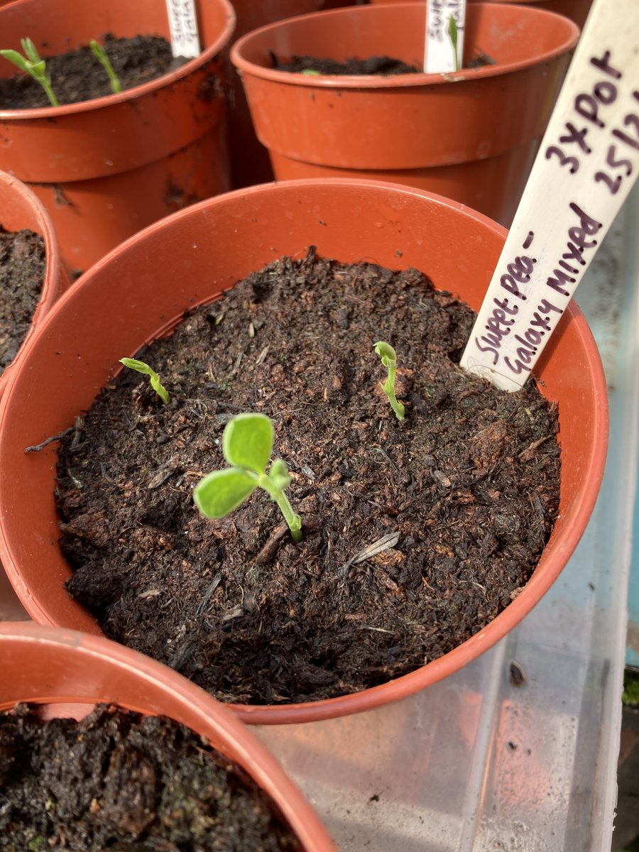 Its officially the start of #BritishSummerTime tomorrow - yay! Our sweet peas <a href="/SCCommGarden/">SCCommunityGarden</a> are doing well and we'll soon be handing out our seed-growing kits for our Little Growers to start growing at home!
