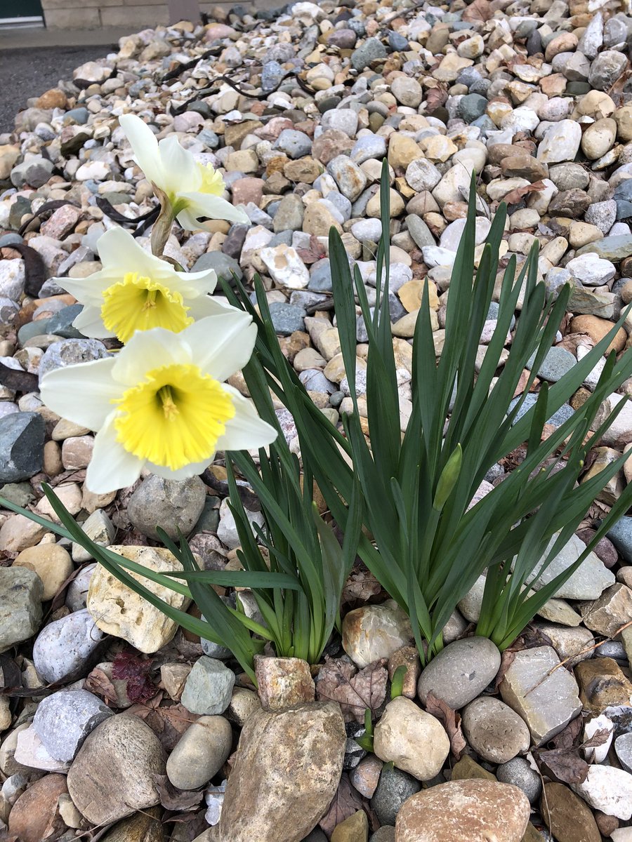 RentBloomington's tweet photo. Spring is here at Renaissance Rentals https://t.co/9SiQijxhsb