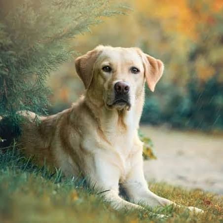 Labrador Retriever Dogs Lovers🇺🇸 tweet media