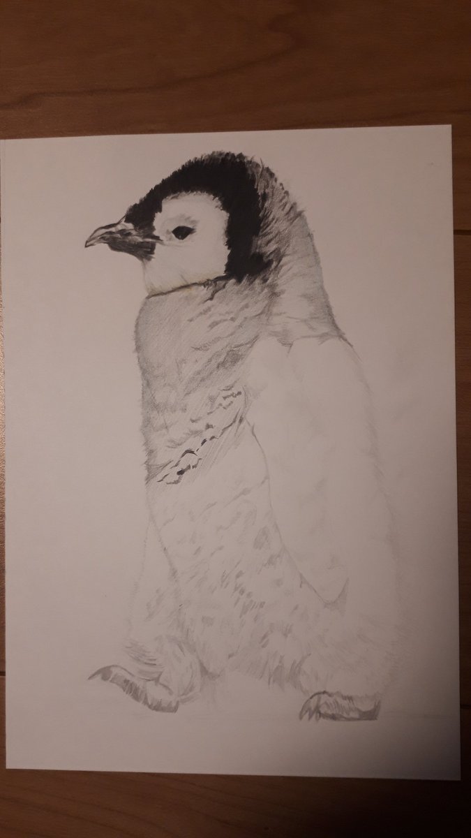 Twoucan 皇帝ペンギンの赤ちゃん の注目ツイート イラスト マンガ