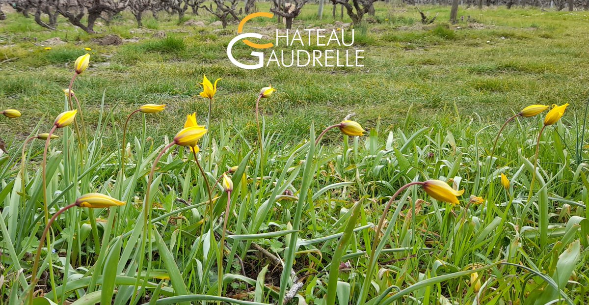 gaudrelle's tweet photo. Le Domaine est ouvert le weekend de Pâques !

Samedi 3 Avril : 10h-12h30 et 14h30-18h30
Dimanche 4 Avril : 10h-12h30
Lundi 5 Avril : 10h-12h30 et 14h30-18h30

#PAQUES  #Printemps #Vouvray #tulipessauvages #chateaugaudrelle #vinblanc #finesbulles #chenin #terroir #enconversionbio https://t.co/DThfJzDdDk
