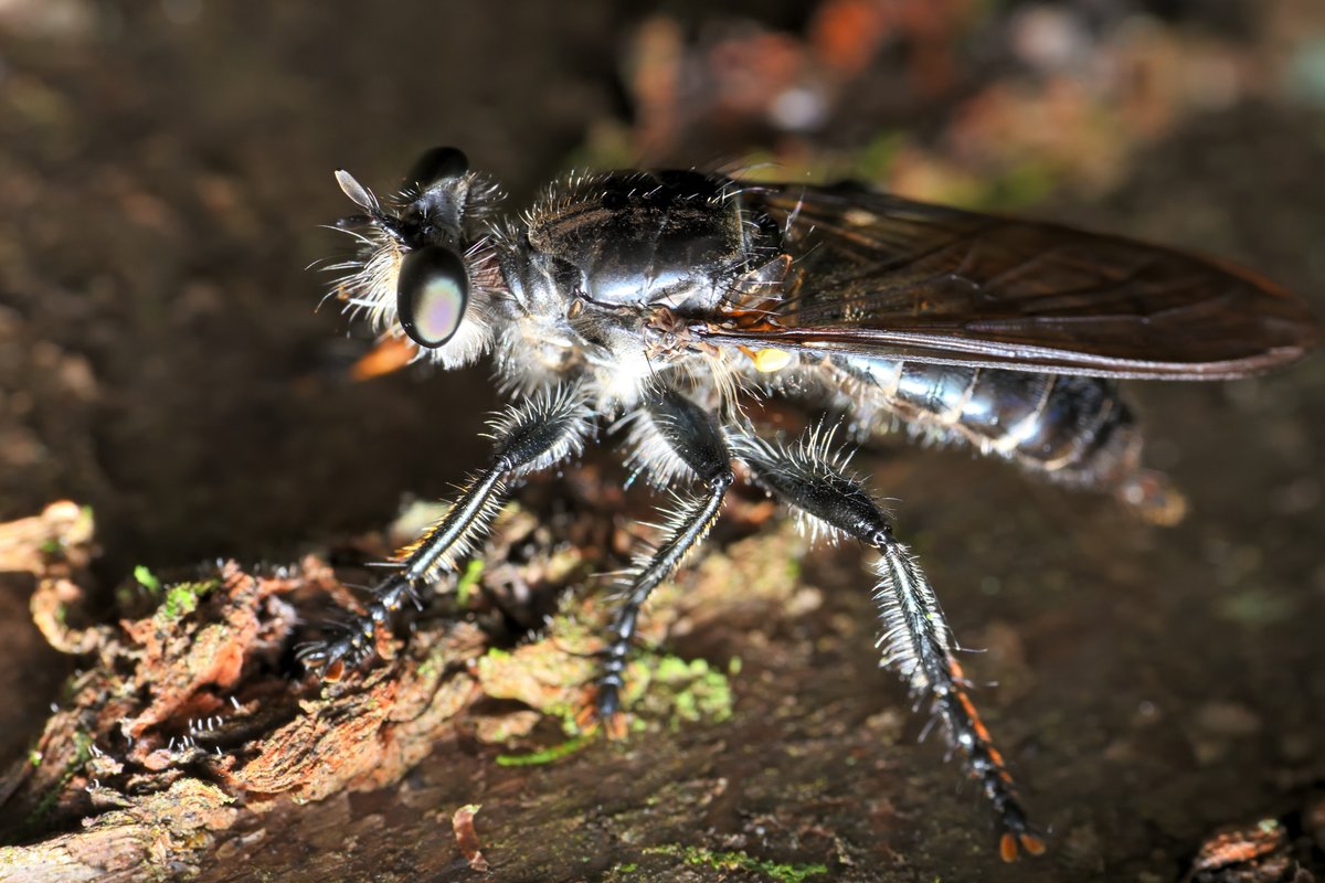 MERUSU's tweet photo. どんどん出てくるイシアブの仲間。(9/21) #photography #bugphoto #bugphotography #AssassinFly https://t.co/n3yDG7pk5L