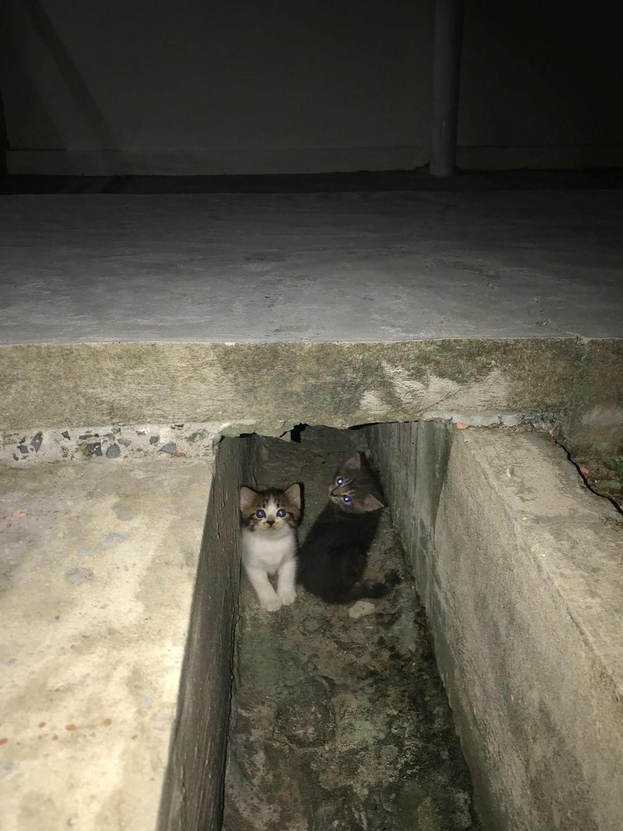 ulat_bulu_bulu's tweet photo. "Mak, ada orang datang."

📷 : eznerashid https://t.co/ArZqrLzjoz