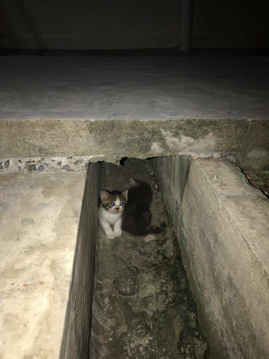 ulat_bulu_bulu's tweet photo. "Mak, ada orang datang."

📷 : eznerashid https://t.co/ArZqrLzjoz