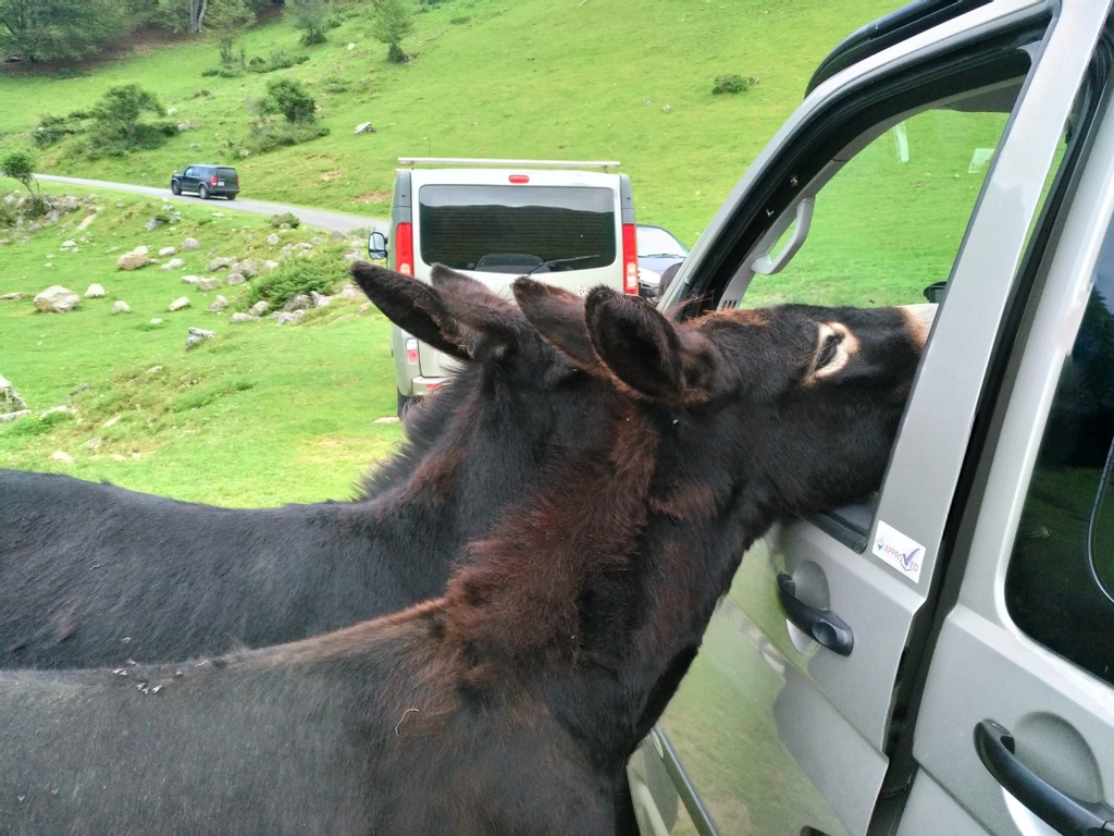 Bilbos1977's tweet photo. Another beautiful shot sent in by Mr Yates of some new friends made on their Pyrenees trip!
..
#camping #donkey #newfriends #animals #wildlife
#camping #travelling #campervan #camperconversion #bilbos #bilboscamper #bilbos1977 #futureplans #precovid #inspiration #eeyore https://t.co/zwFLU19VCV