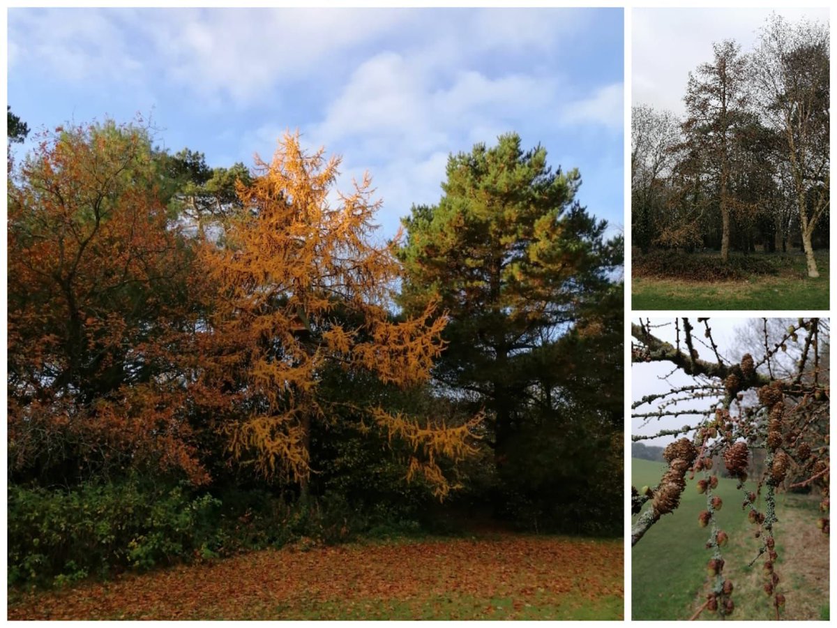 kkcastleOPW's tweet photo. Today in to conclude our celebration of #NationalTreeWeek  Week we celebrate the European Larch Tree
https://t.co/jX3C3AjZvP
#TreeWeek #treeweek2021 #lovekilkenny #opwbiodiversity #heritageireland #treecouncilofireland https://t.co/crSN9bTMHc