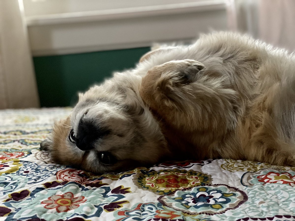 Lil’Roco tweet media