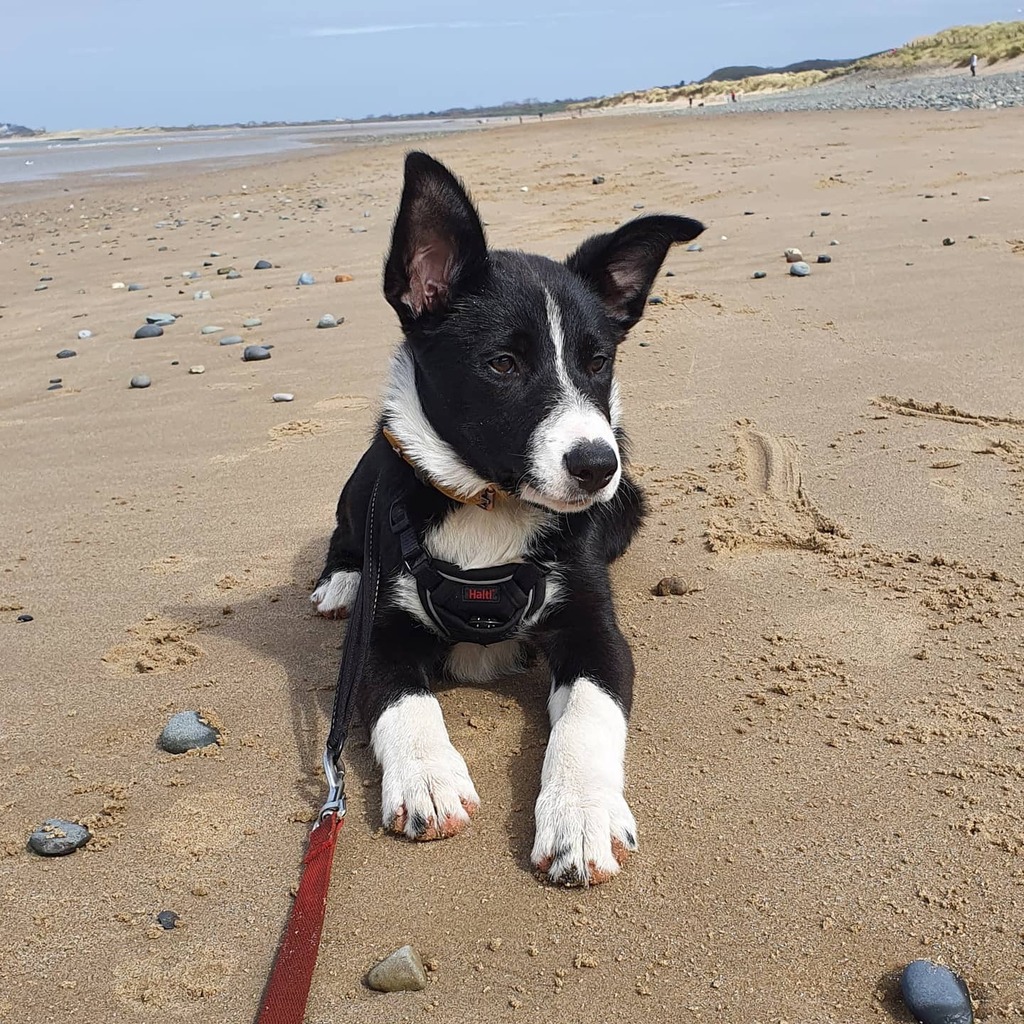 LifeAsACollie's tweet photo. #MaxthePuppy first trip to the #Beach #BorderCollie #MaxAdventures #BeachPuppy #Conwy #MorfaConwy https://t.co/szV5XQvhe3