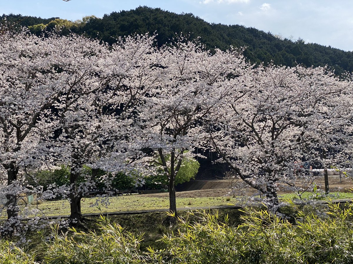 kottan999's tweet image. ターンパイクから伊豆スカイラインを経て花とロマンの里松崎町へ

田んぼを使った花壇はとても美しく里山の風景を彩る

町内を流れる那賀川沿岸は桜が満開を迎えており桜のドームを走るようだった

kameさん曰くなかなか時期を読むのが難しいとのこと

#love_izu_ride 
#goodspeed 
#満田のクセに