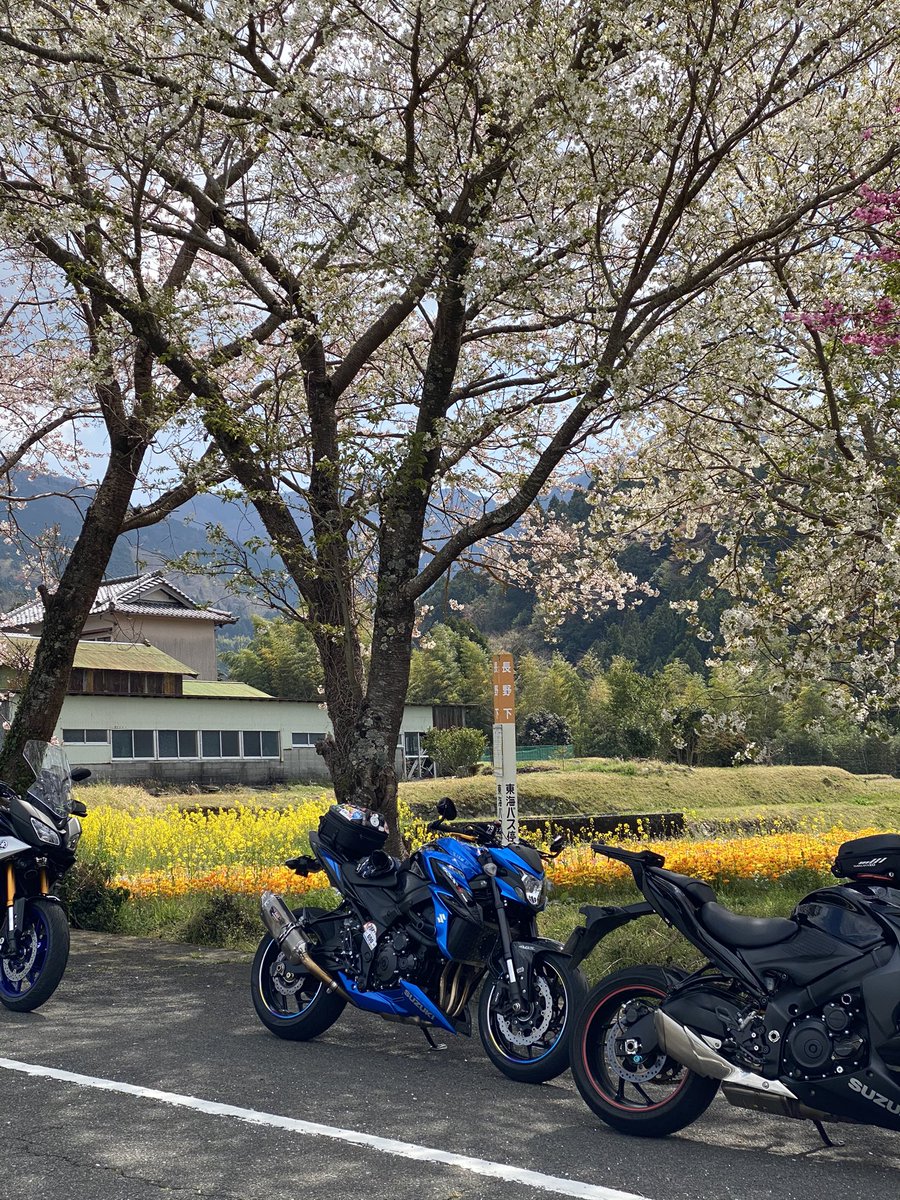 kottan999's tweet image. ターンパイクから伊豆スカイラインを経て花とロマンの里松崎町へ

田んぼを使った花壇はとても美しく里山の風景を彩る

町内を流れる那賀川沿岸は桜が満開を迎えており桜のドームを走るようだった

kameさん曰くなかなか時期を読むのが難しいとのこと

#love_izu_ride 
#goodspeed 
#満田のクセに