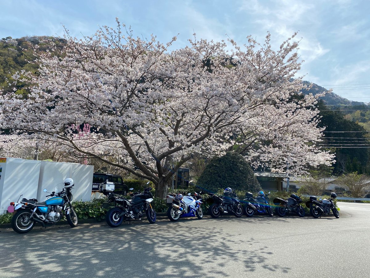 kottan999's tweet image. ターンパイクから伊豆スカイラインを経て花とロマンの里松崎町へ

田んぼを使った花壇はとても美しく里山の風景を彩る

町内を流れる那賀川沿岸は桜が満開を迎えており桜のドームを走るようだった

kameさん曰くなかなか時期を読むのが難しいとのこと

#love_izu_ride 
#goodspeed 
#満田のクセに