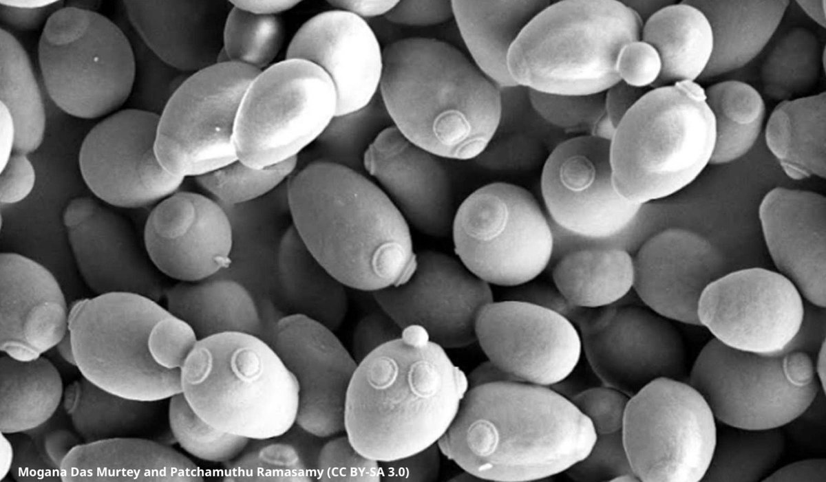 eLife's tweet photo. The longest evolution experiment in yeast is still going strong! It confirms findings from the famous long-term evolution experiment in E. coli and identifies interesting differences. Retweet if your network should learn about this window into evolution https://t.co/g2usACK9va https://t.co/lAncW5as58