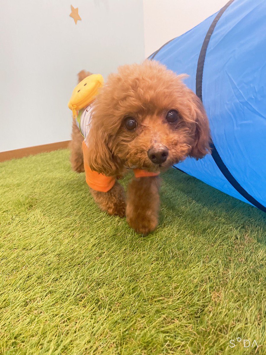 ペット デ ルポ 今日バロン君がご来店 ルポオリジナルニコちゃんtシャツと レインコートをお買い上げください ました O O とっても可愛く着こなして くれました Petderepos ペットデルポ みのお ルポオリジナル オリジナル犬服 Minoh 箕面市