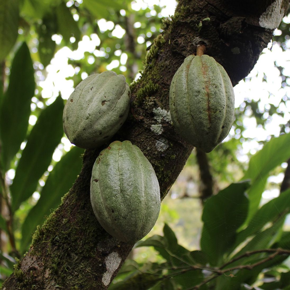 #Cocaine is produced naturally in a plant but there is a lot of chemistry involved before it is snorted or smoked at a high cost to society. mcgill.ca/x/o76