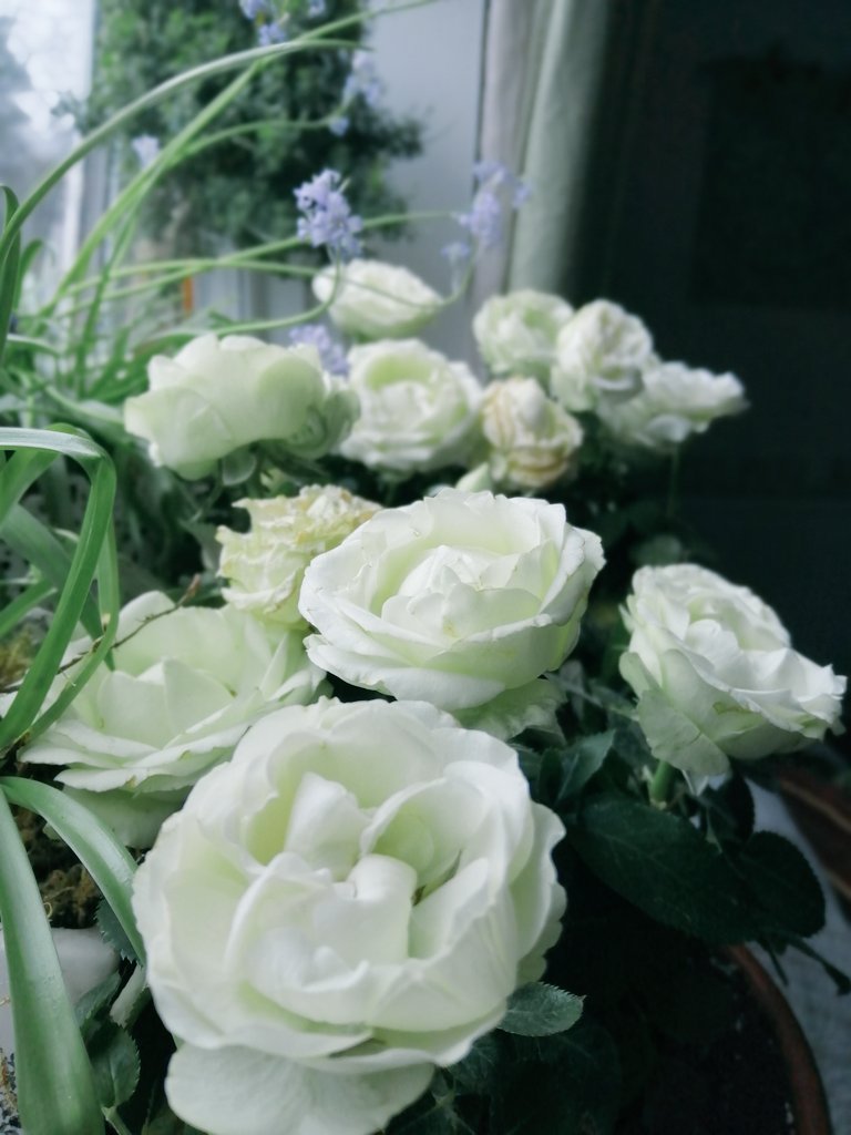 SanjeePerera1's tweet photo. My #roses have got a bad case of #LeafBurn & scorch after some extraordinarily sunny spells, amplified by glass, just after it was watered. Spending the morning pruning affected blossoms & foliage. #GardenersWorld #gardening #Indoorgardening #RoseGardening #LockdownObsessions https://t.co/g5Qk1FsmMp