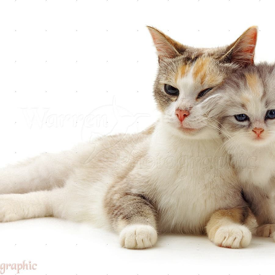 YKittenlover's tweet photo. #cat #cats #catlover #catlovers #kitty #kittybox #kitten #kittens #kittyperry #CatsOfTwitter #CatsOnTwitter #CatsOfTheQuarantine #catslover #catboo https://t.co/RWcber04jW