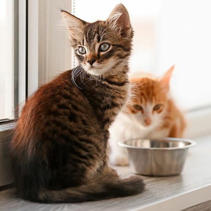 YKittenlover's tweet photo. #cat #cats #catlover #catlovers #kitty #kittybox #kitten #kittens #kittyperry #CatsOfTwitter #CatsOnTwitter #CatsOfTheQuarantine #catslover #catboo https://t.co/RWcber04jW