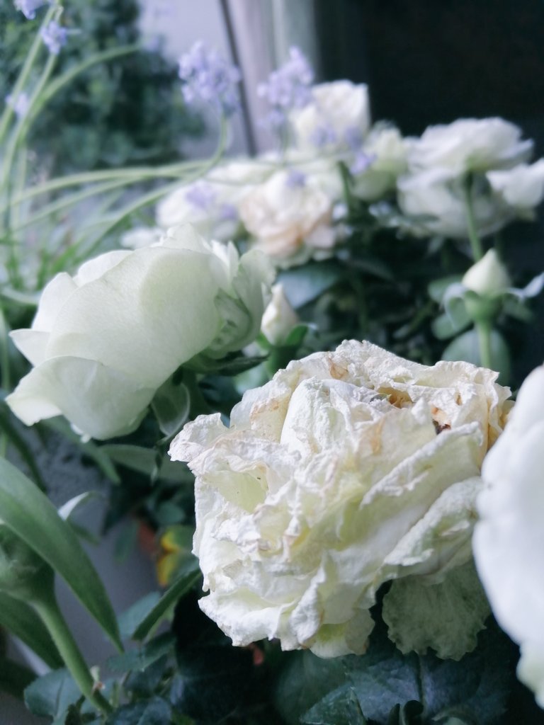 SanjeePerera1's tweet photo. My #roses have got a bad case of #LeafBurn & scorch after some extraordinarily sunny spells, amplified by glass, just after it was watered. Spending the morning pruning affected blossoms & foliage. #GardenersWorld #gardening #Indoorgardening #RoseGardening #LockdownObsessions https://t.co/g5Qk1FsmMp