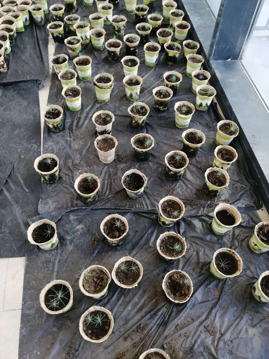 Biz tohumları yeşerttik. Her öğrencimizin bir ağacı olacak.
<a href="/tcmeb/">Millî Eğitim Bakanlığı</a> <a href="/ziyaselcuk/">Ziya Selçuk</a> <a href="/aylinsengunt/">Doç. Dr. Aylin Şengün Taşçı</a> <a href="/istanbulilmem/">İstanbul İl Millî Eğitim Müdürlüğü</a> <a href="/memleventyazici/">Levent Yazıcı</a> @serkangur_ist <a href="/Basaksehir_Mem/">Başakşehir İlçe Millî Eğitim Müdürlüğü</a> <a href="/ahmetcoskun6134/">AHMET COSKUN</a> <a href="/cay/">Cay</a>.zekeriya
#OrmanHaftası