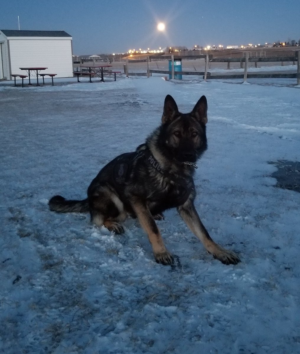Early this morning PSD Argo tracked a suicidal individual who had taken numerous prescription and non-prescription pills and left on foot. Our subject was located quickly, without incident, assessed and transported to hospital for observation. #mjpolice #GSD #K9 #policecanine