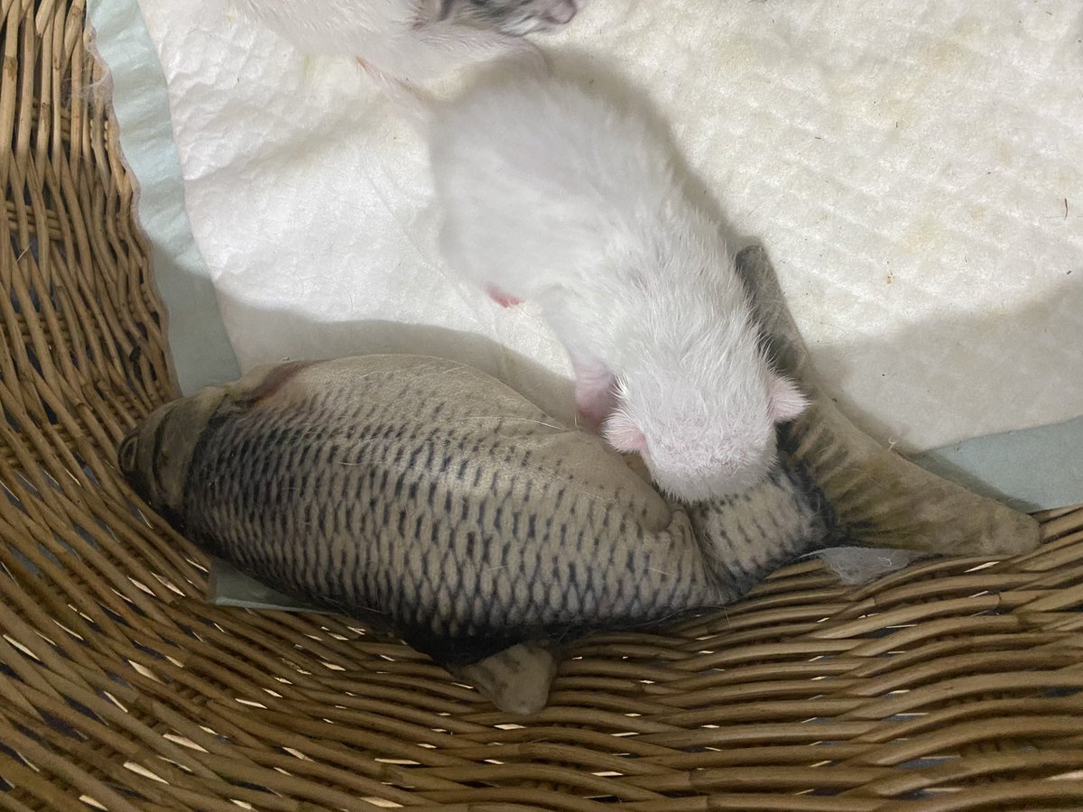 หม่อมลูกปลาหนึ่ง ดูดจ๊วบๆนมพิปลาทู