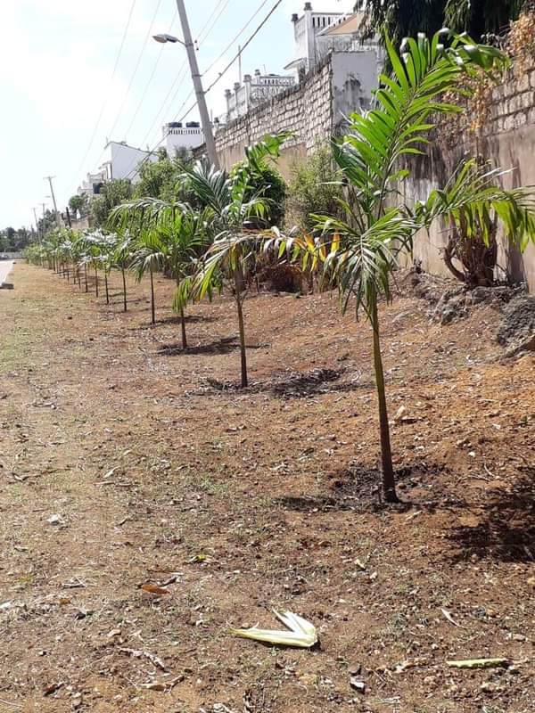 🌲🌲🌲SOCIAL RESPONSIBILITY FOR A GREENER ENVIRONMENT 
Citizen participation as well as private partnership, is proving to gain ground in the whole process of reviving a cleaner &amp; greener Mombasa.
#MjiWetuWajibuWetu #LetsGoGreen #MamboSafi #UsitupeTakaOvyo🚯🚮