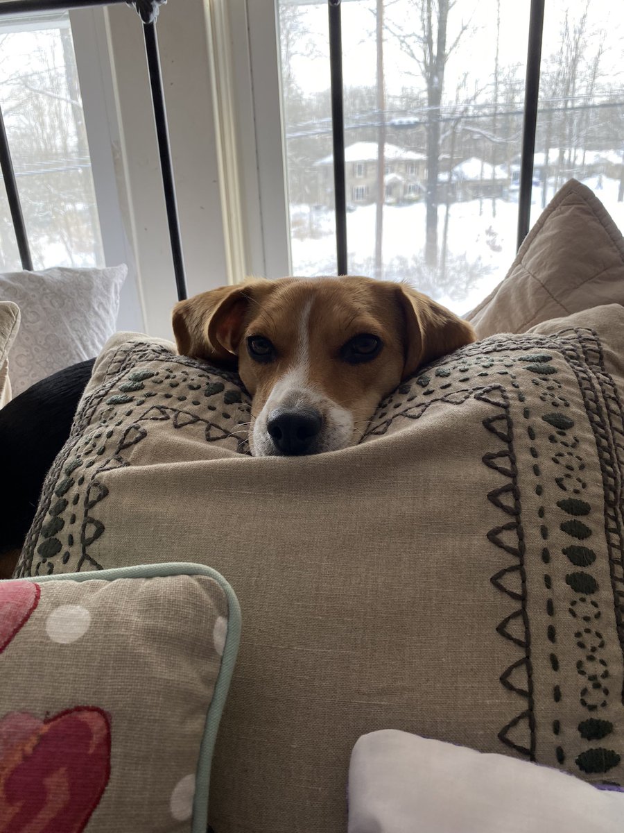 finchy45's tweet photo. @beaglefacts @SandiFitchHutt Every day https://t.co/dPx67JUvqz