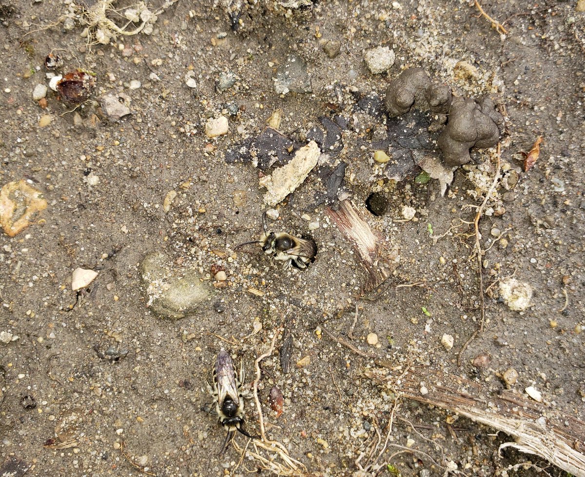 TonyKlein13's tweet photo. little pollinators coming out of the ground #getsprung https://t.co/lCiGH78ssC