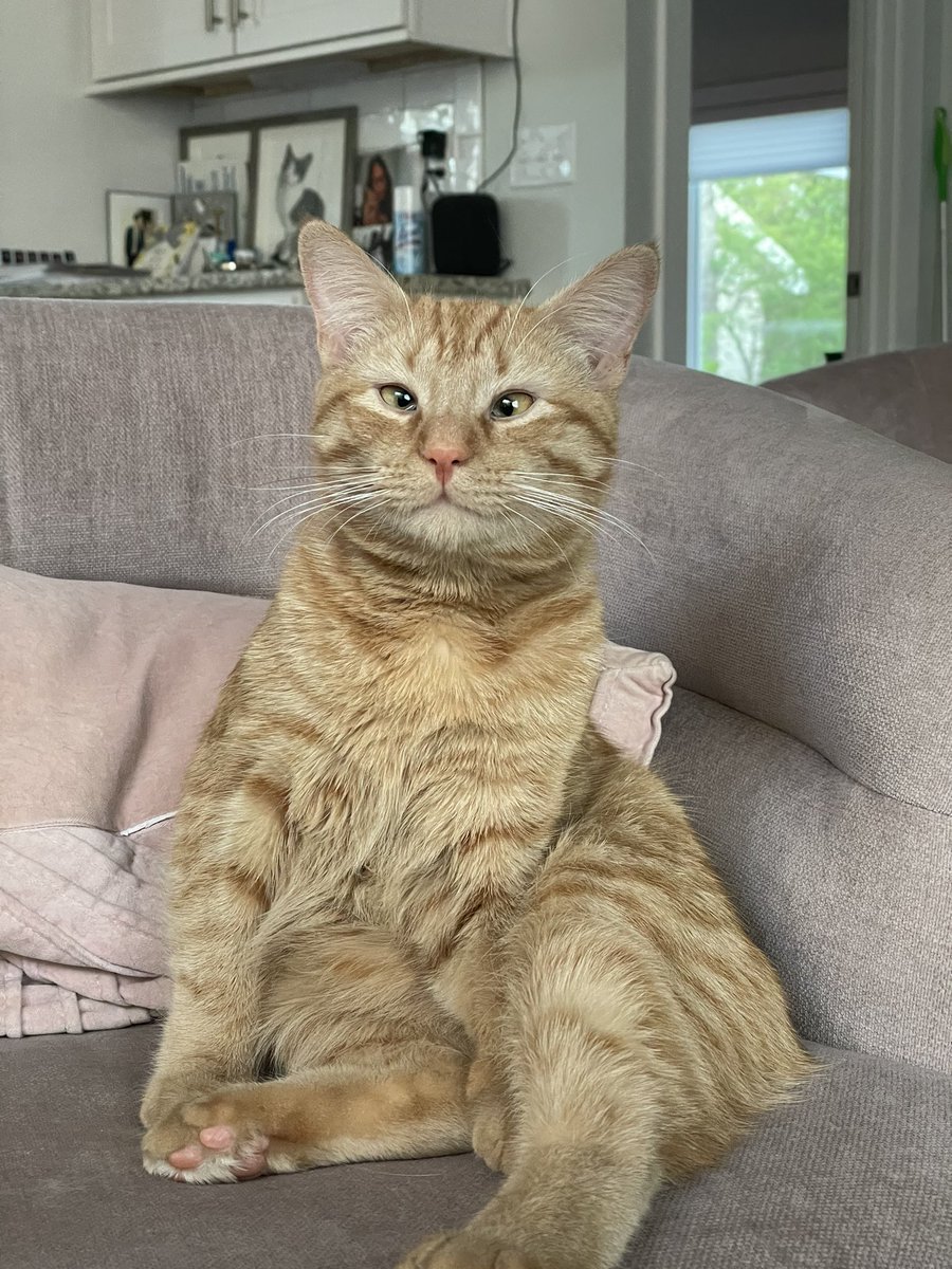 #Caturday