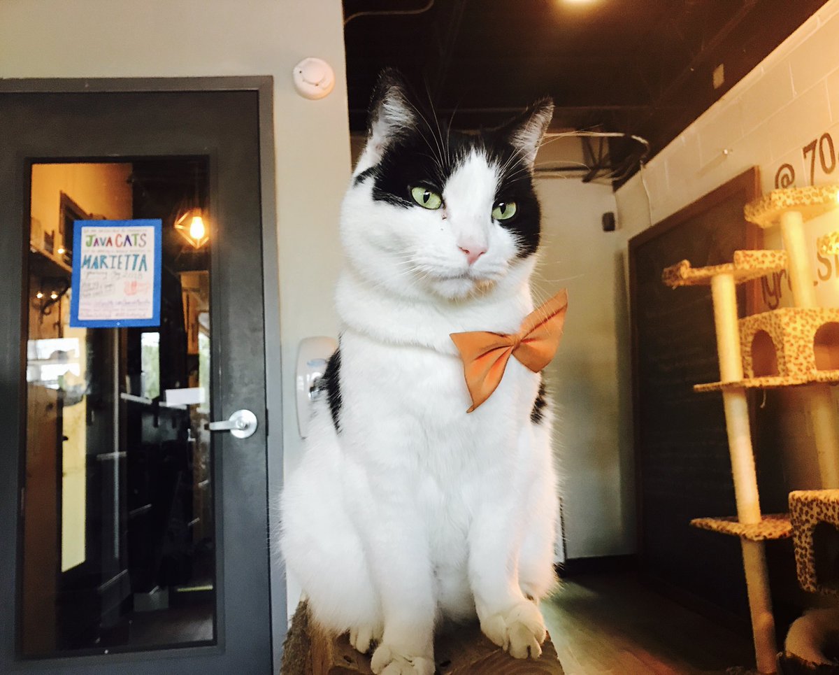 catcafereviews's tweet photo. #catoftheday is charismatic Cabell, a #rescuecat (since adopted) I met at ⁦@JavaCatsCafe⁩ in #atlanta #georgia 
.
.
.
#adoptdontshop #tnr #catcafe #cats #caturday #neko #cabell #bowtie @TravellingCats⁩ https://t.co/tm1T90tJA3
