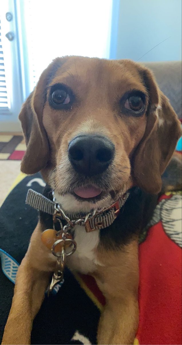 DoozyTheBeagle tweet picture