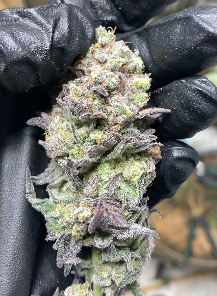 WGREGO202's tweet photo. Check out this awesome no till all organic garden of @410growco producing high end top shelf quality flower!
Dont panic its organic!

#TeamOptic #OpticLED #LedGarden #TopShelf #FireWeed #LEDGrowLights #GrowLights #WeStackNodes #HighTimes #MedicalMarijuana https://t.co/32pSQcOT5f