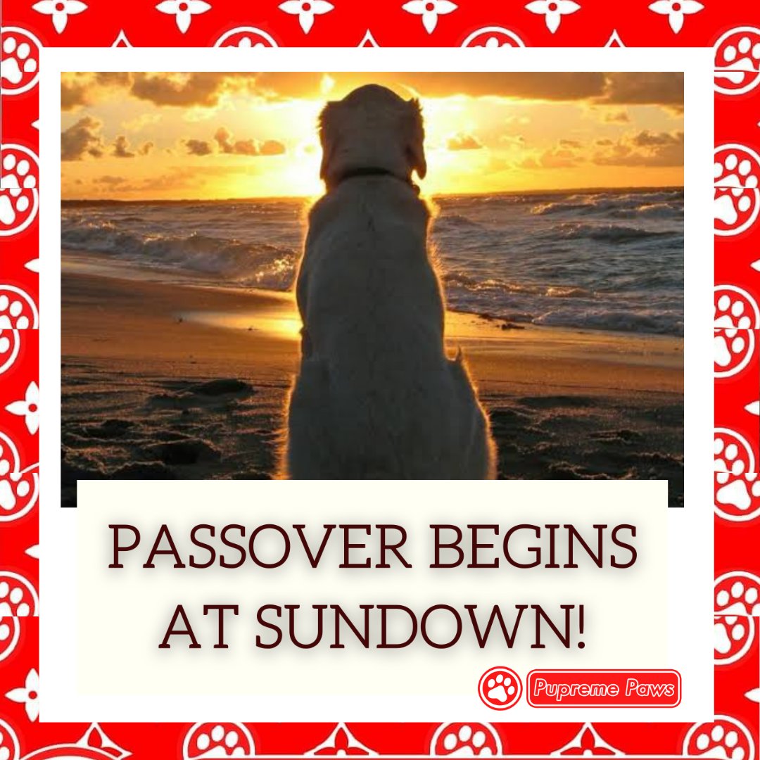 PupremePaws's tweet photo. ☀️ Passover begins at sundown ☀️
#pupremepaws #pupreme #doglife🐾👣 #doglifes #doglifejacket #doglife🐶 #dogofmylife #dogofday #dogoftheworld #dogofig #dogofinstaworld #dogoftheweek #dogstuff #dogofthedayjp #dogofinstagram #dogoftheday #dogsofinsta #DogsofTwittter https://t.co/5kgxEkhRzh
