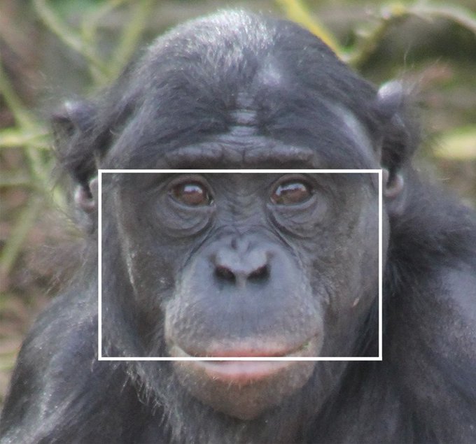 RSocPublishing's tweet photo. One for #ehbea2021 @ehbea2021 - Why the long face? Bonobos with a higher facial width-to-height ratio exhibit greater social dominance, particularly through non-aggressive affiliation https://t.co/EwzMdMKeHj #BiologyLetters https://t.co/GgPktIZzvq