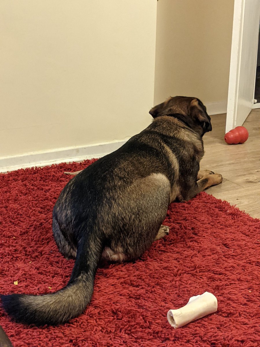 MooHoll's tweet photo. He's decided we're no longer friends as his Kong is empty... #GrumpyPig #RescueDog #AdoptDontShop #MixedBreed #LoveThisBoy https://t.co/h8iXcZ79aN