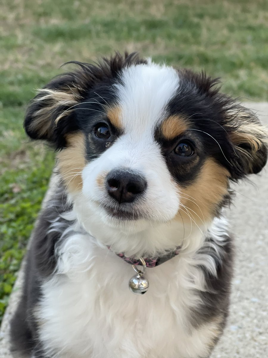 __pmg__'s tweet photo. If you think you want a Toy Aussie... 10/10 recommend getting one &amp; this is your sign ok #aussies #puppylove #dogsoftwitter #dogmom https://t.co/g6jJYlwDg6