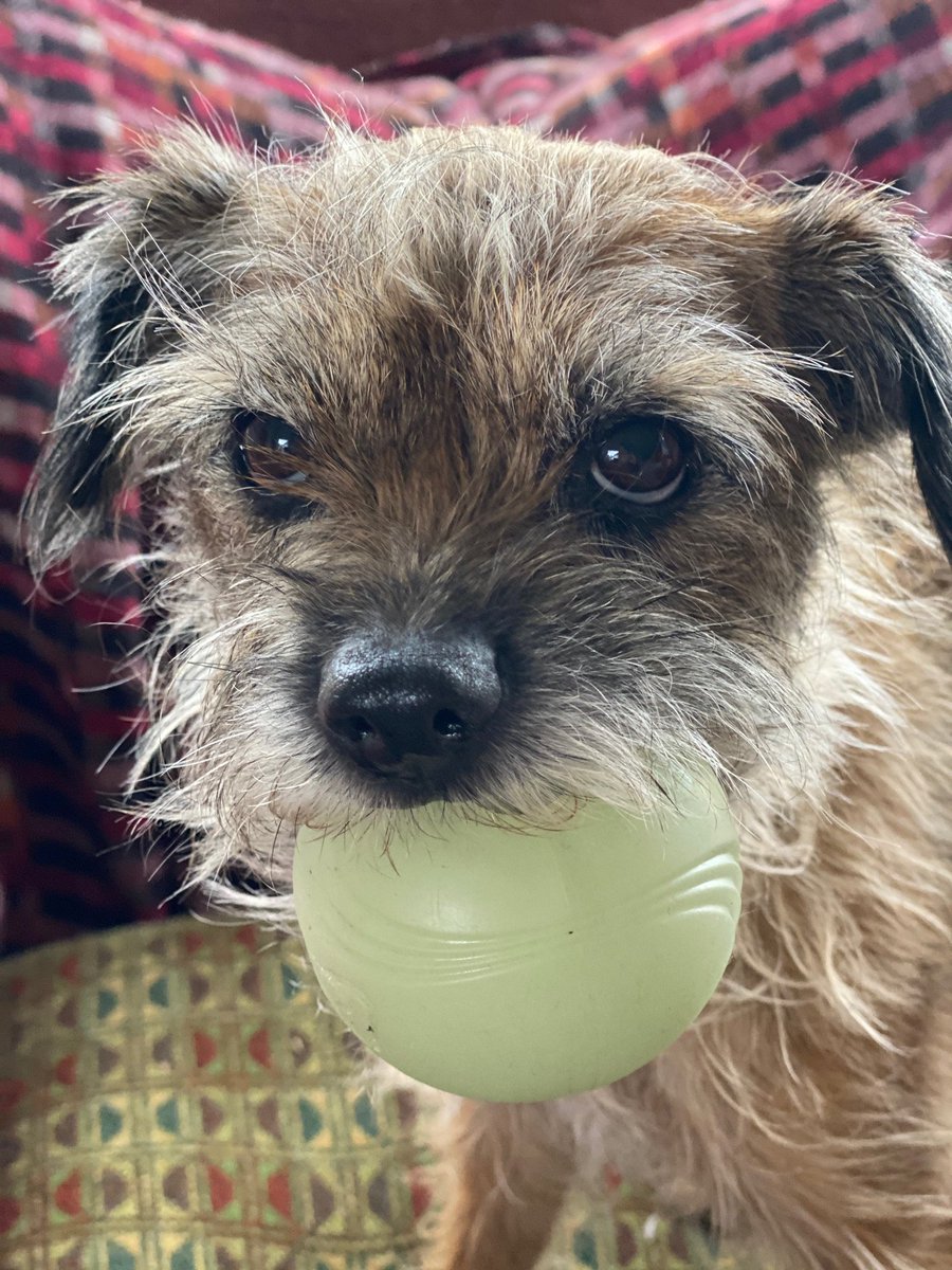 southfieldchat's tweet photo. Here's me to celllerbrate 
#NationalTerrierDay 
I finks MyPeoples did also post one wivout ball. I knows which I prefers.
#btposse #DogsofTwittter https://t.co/kaeSJEkoH0