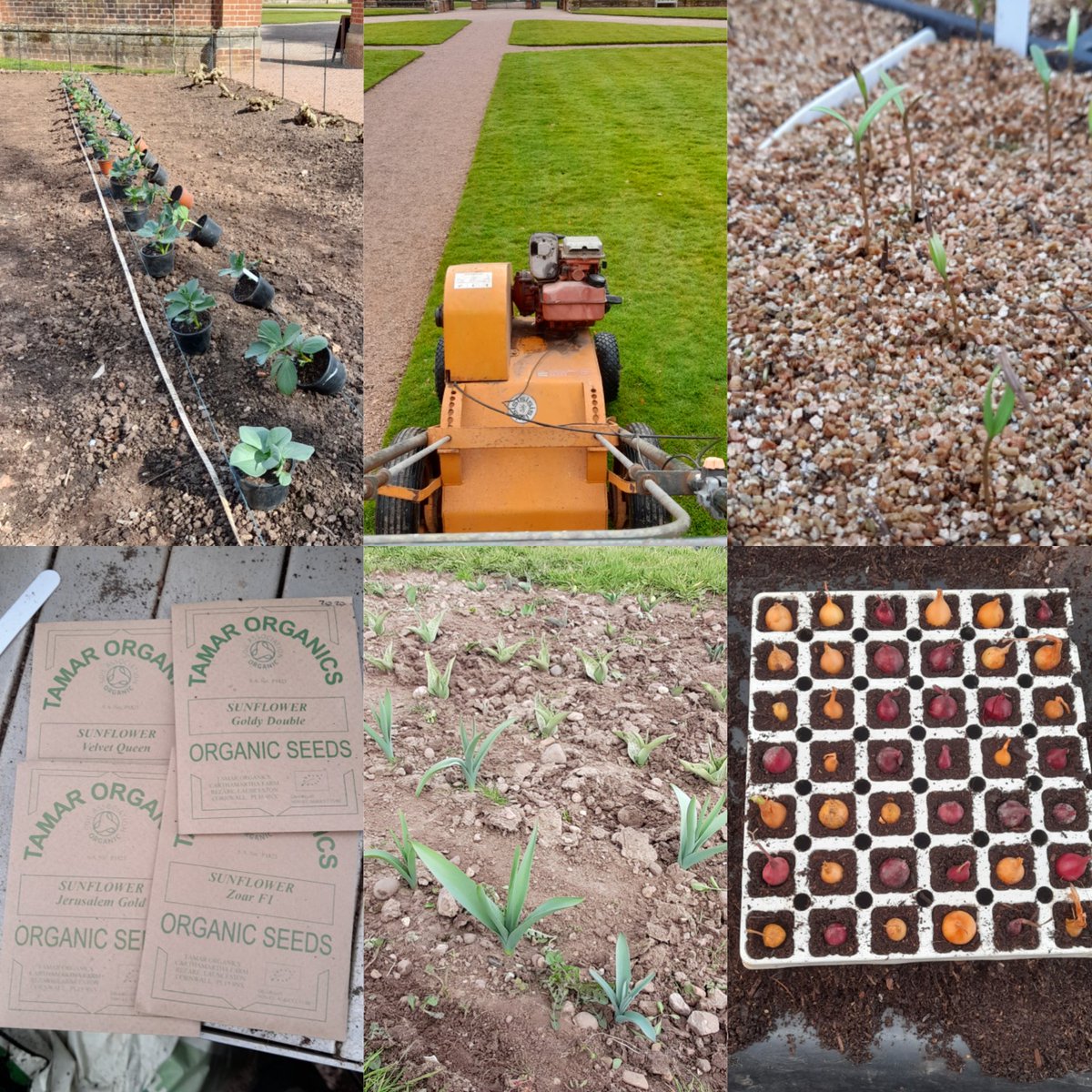 A #sixonsaturday collage feat. planting, aerating, seedlings, sunflowers, bulbs &amp; onions