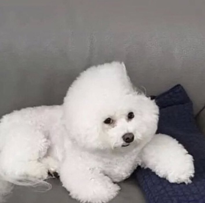 Soi0214's tweet photo. 🐶 뭐야.. 누가 내 머리 먹었어...ᐟ.ᐟ 

                                                  🐻 헉.ᐟ.ᐟ https://t.co/LiyYWKRNW7