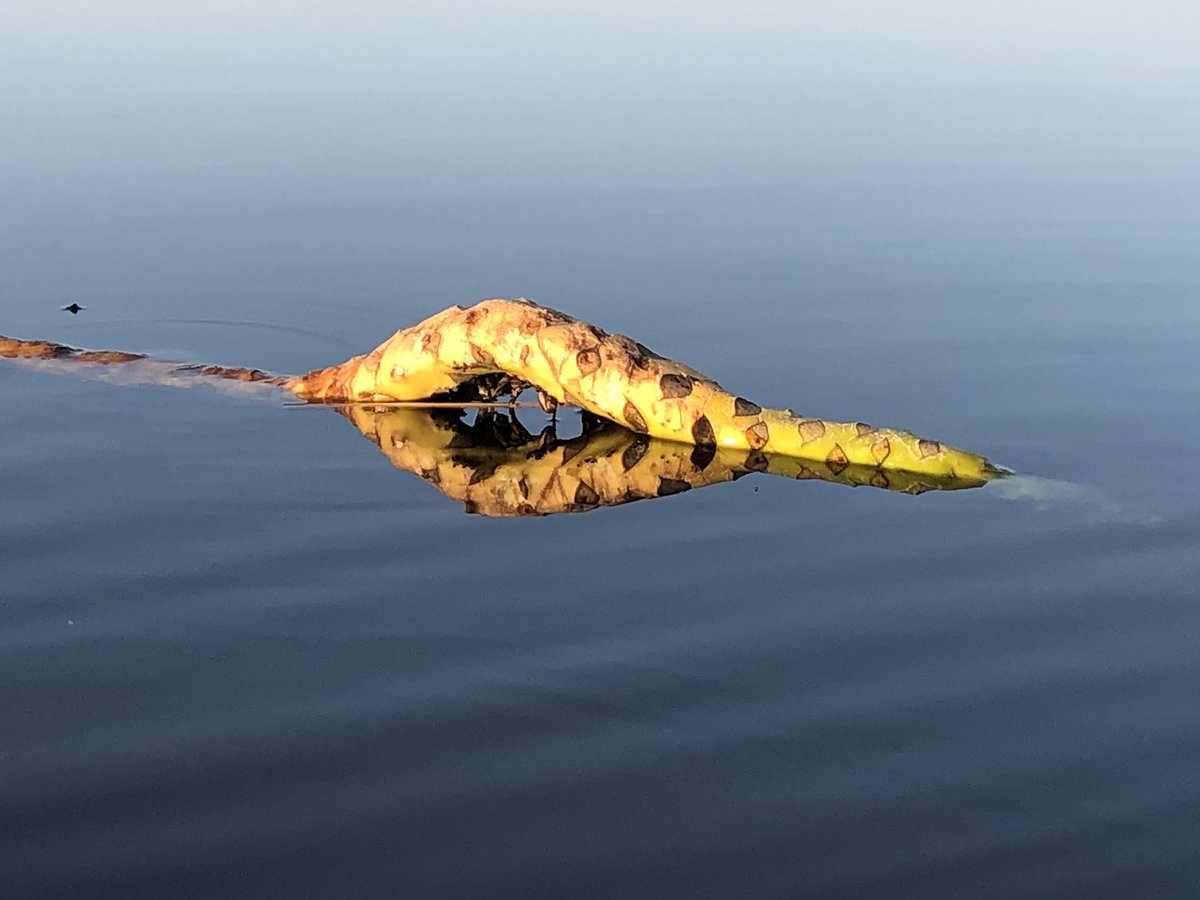 Victor van Hooijdonk (@victorhooijdonk) on Twitter photo 