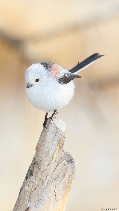 鸠寤 S Recent Tweets 16 Whotwi Graphical Twitter Analysis