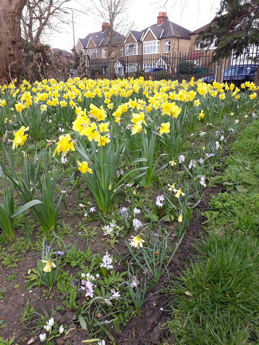 A breath of Springtime hope to lift our spirits 🌻Thanks to all who have been busy planting and caring for Kendor Gardens. <a href="/JohnInnesSoc/">John Innes Society</a> #mpwra #mertonpark <a href="/Merton_Council/">Merton Council</a> <a href="/EdwardFoley/">Edward Foley</a> <a href="/WimbledonScene/">Wimbledon Scene</a> <a href="/LoveMorden/">Love Morden</a>