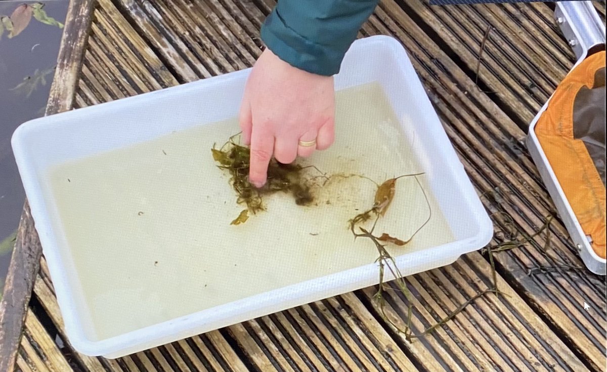 OutdoorPlayMayo's tweet photo. Workshop 2 Margaret Flaherty from @BallycroyNP @npwsBioData @NpwsProject takes us Pond Dipping @GMITMayoCampus @OutdoorPlayMayo #OutdoorPlayGMIT https://t.co/Tzfvv34vfC