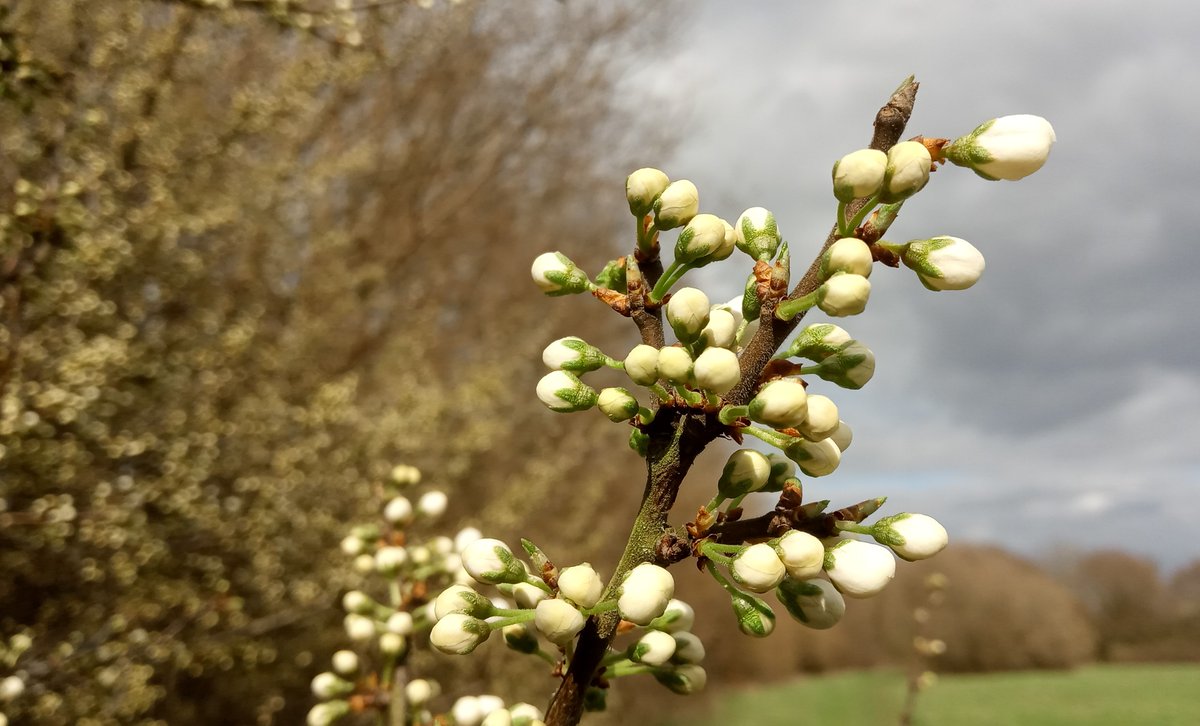 blackthorn about to snowburst at Tolworth Court Farm <a href="/RBKingston/">Kingston Council</a> - little else a-blossom, but parus major a-piping <a href="/KingstonBioNet/">Kingston Biodiversity Network</a> @WildLondon <a href="/iGiGL/">GiGL</a>