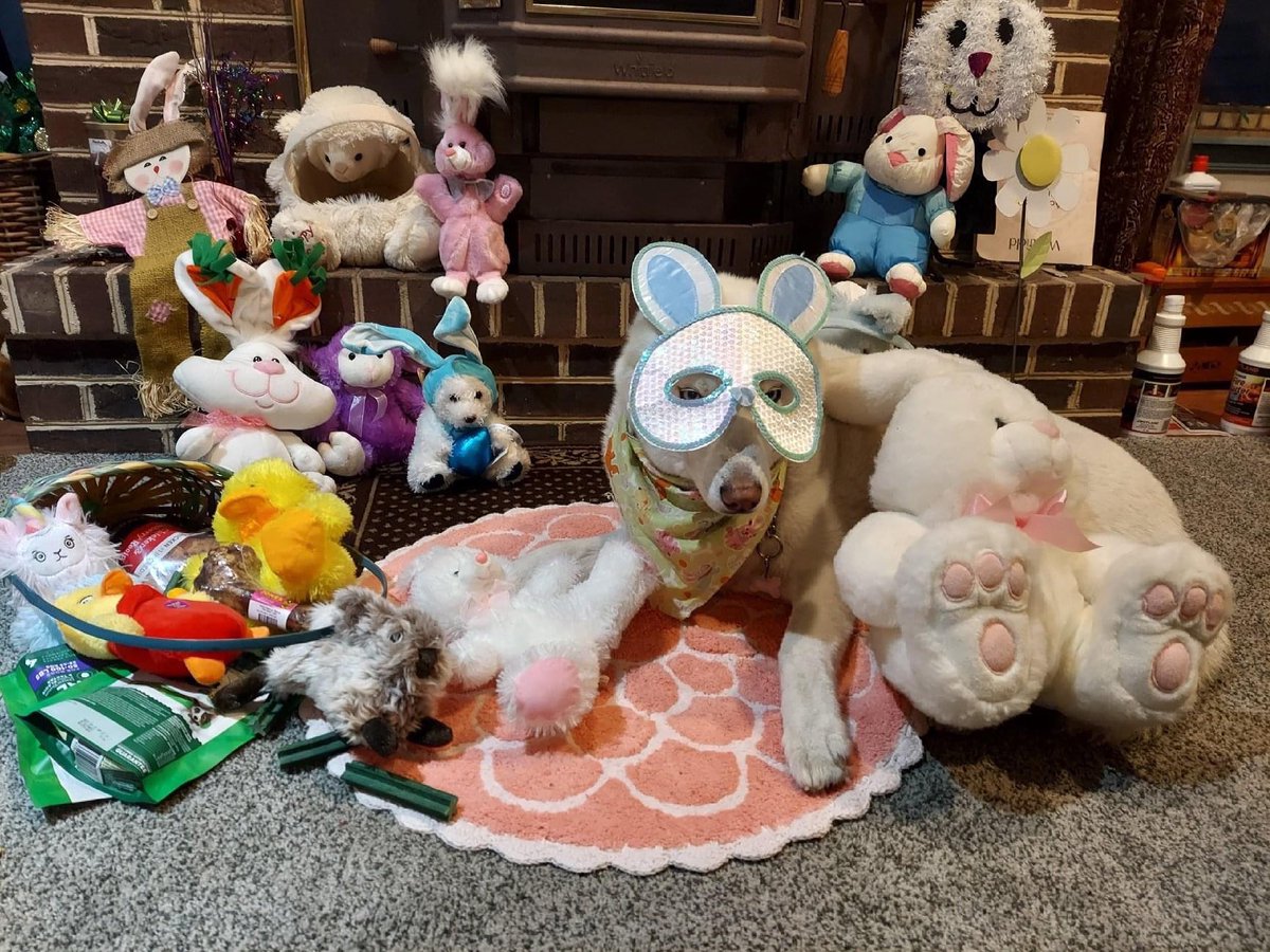DVSHR's tweet photo. Our online Easter Bunny fundraiser ends tomorrow March 28!! 🐰🐾🌸Still time to participate!!! Just click here https://t.co/wsML8vwbm9

#Easter #AdoptDontShop #RescueDog #dogsoftwitter #charity #Philly #animals #SaturdayMorning #dvshr #dvshrdogs https://t.co/eE9XzpYyC5