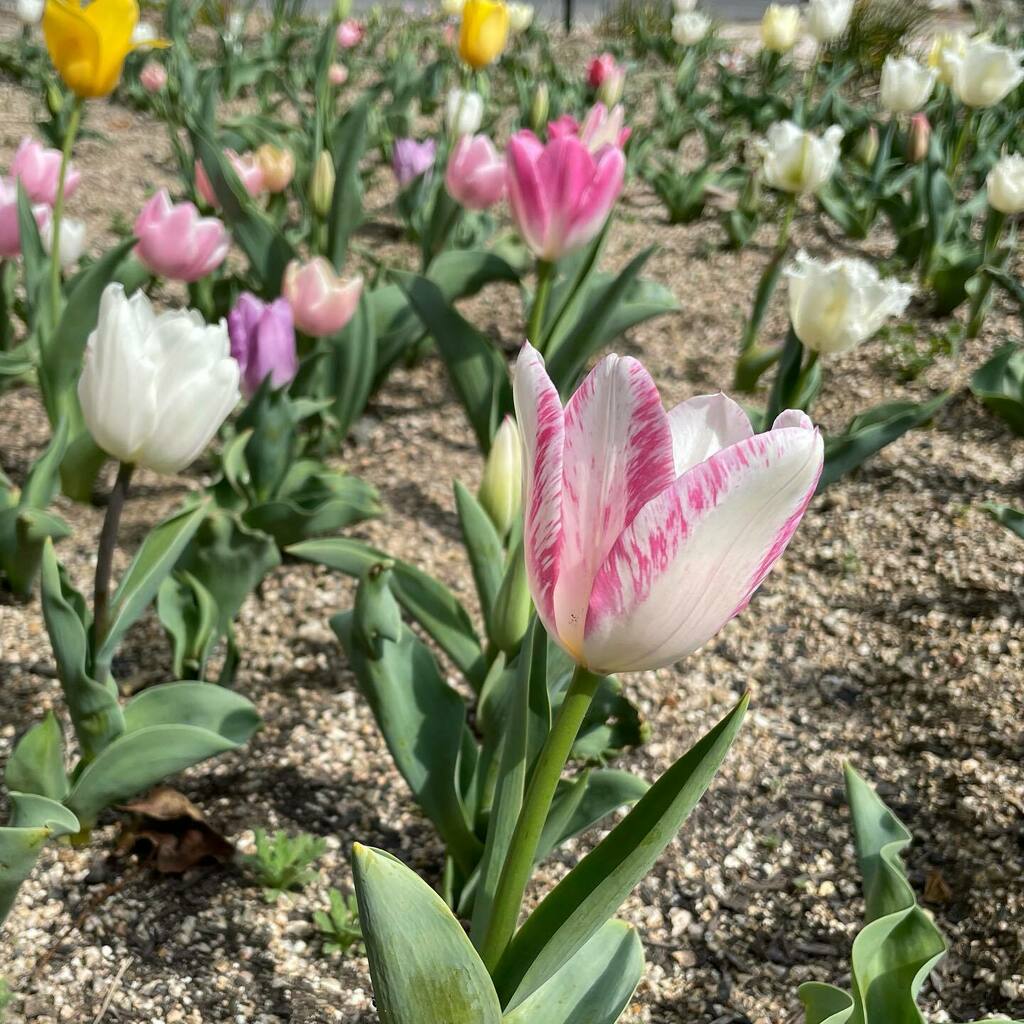chfrbe's tweet photo. Les tulipes aujourd’hui 🌷 https://t.co/rIbW6xM2GN https://t.co/JvNg9PRQqt